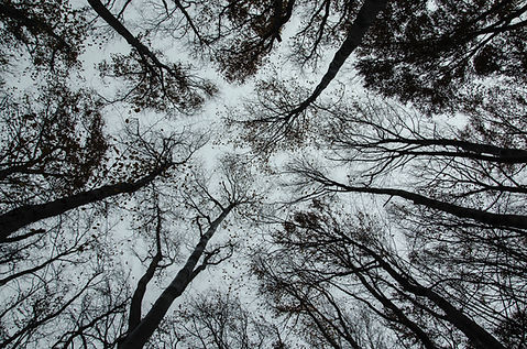 Tree Canopy View