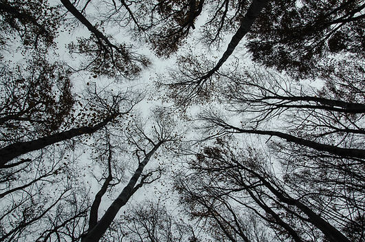 Trees