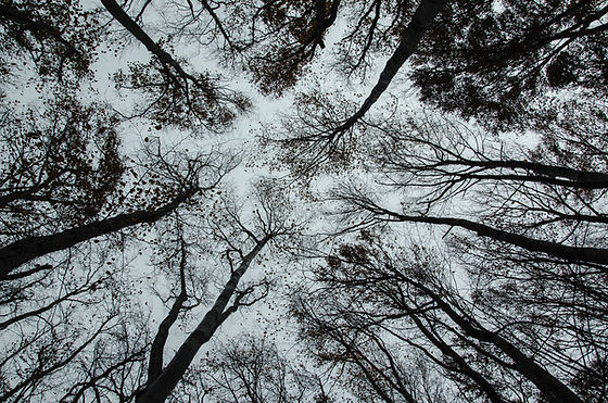 Trees