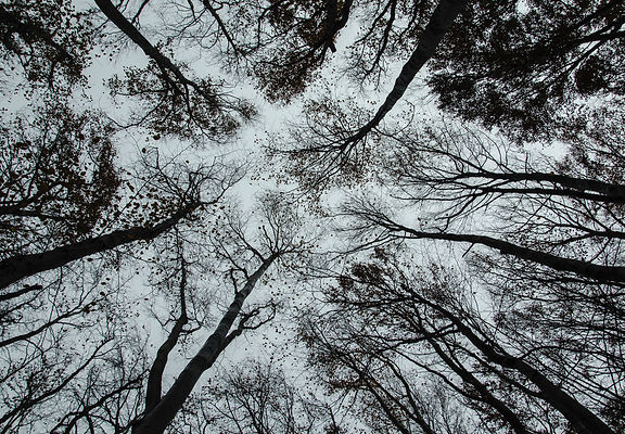 Trees