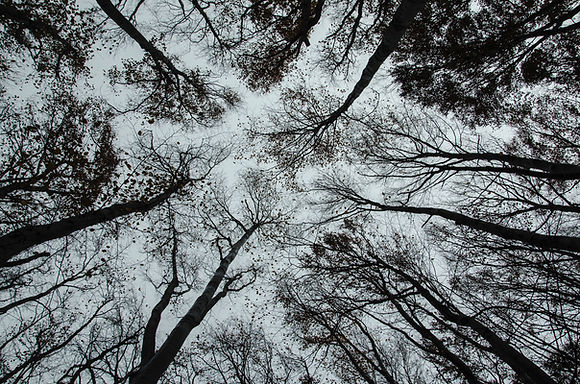 Trees