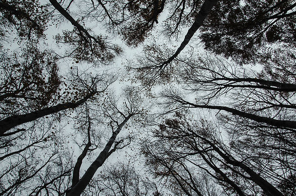 Trees