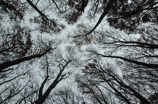 Trees