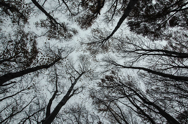 Trees