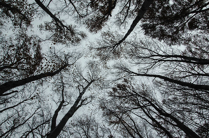 Trees