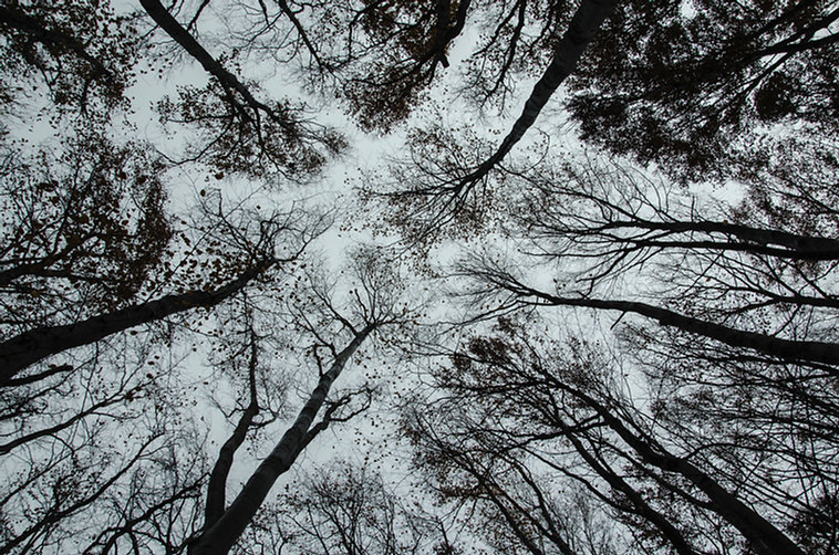 Trees