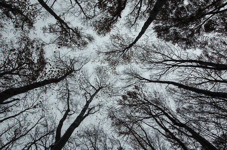 des arbres