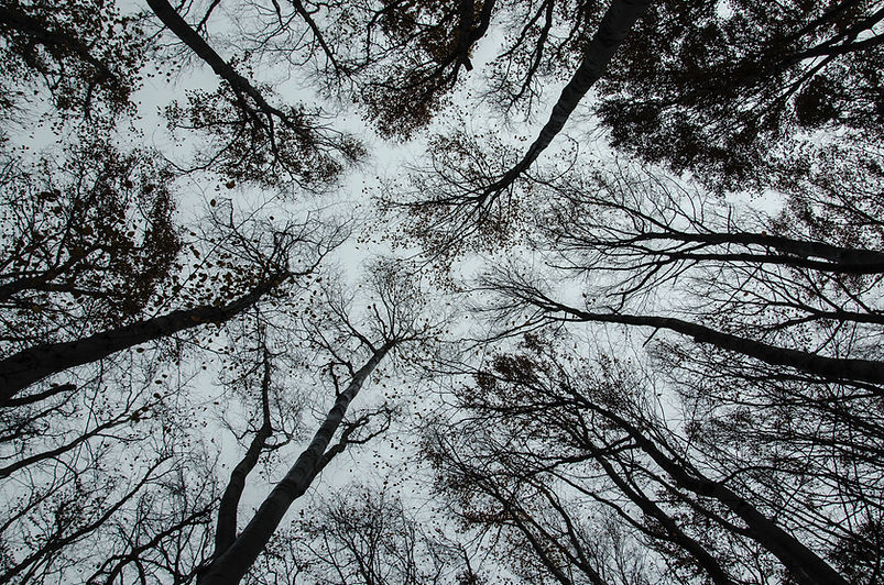 des arbres
