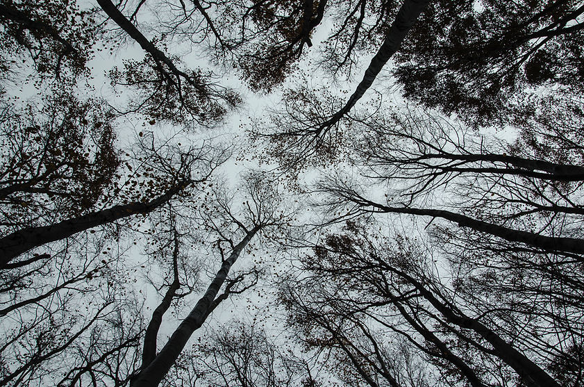 Trees