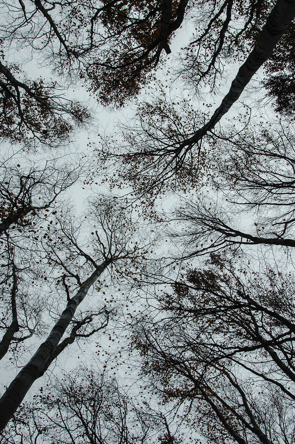 Trees