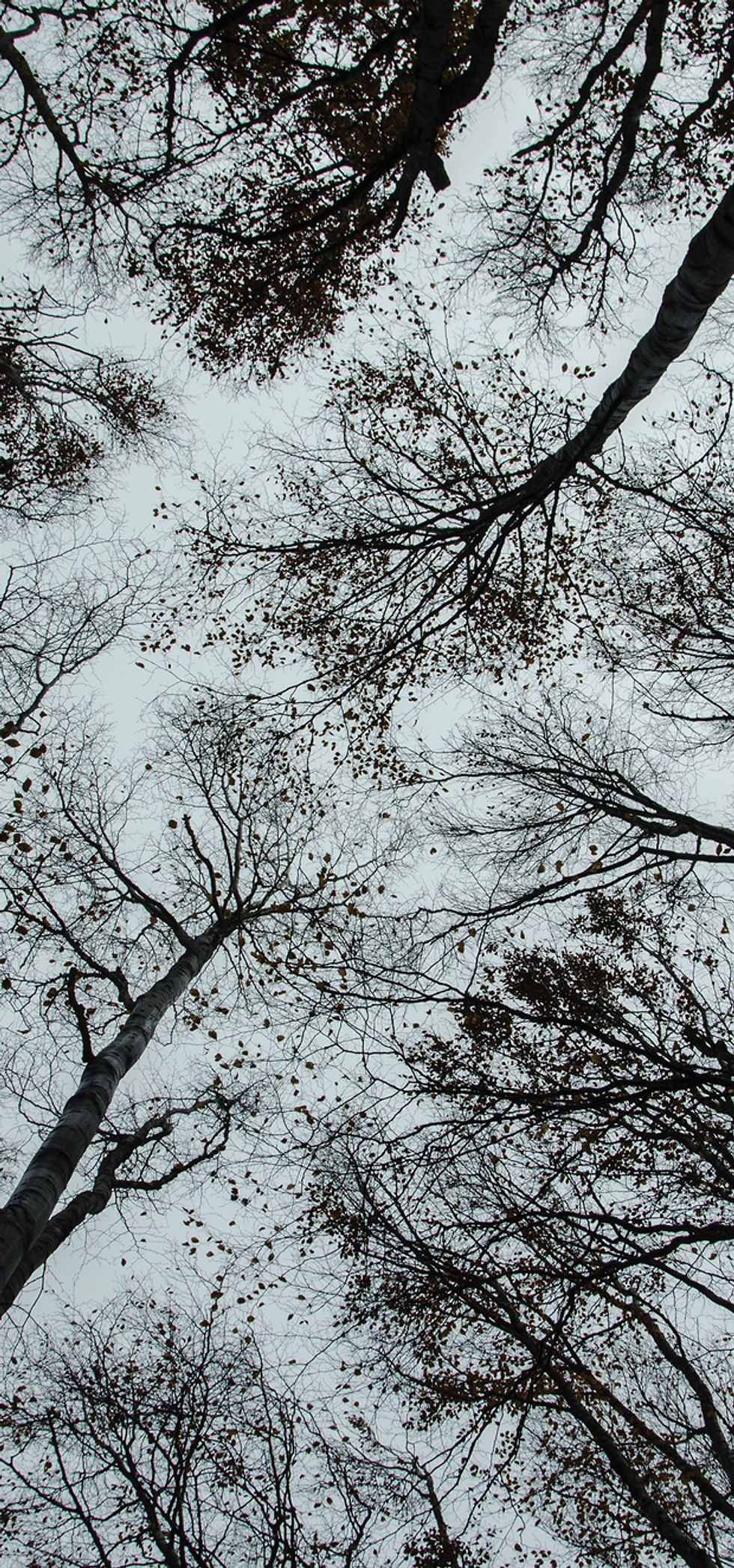 Trees