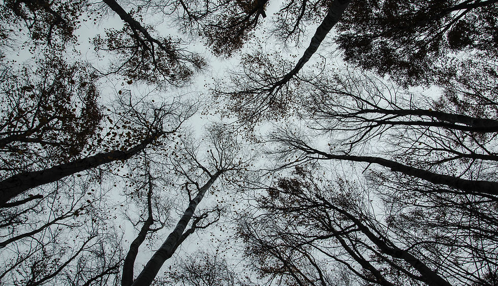 Trees
