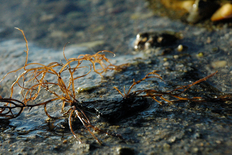 Gracilaria-chilensis.jpg