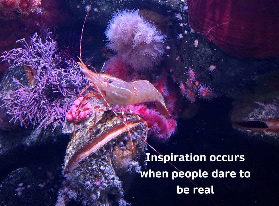 Undersea scene of purples and pink with shrimp