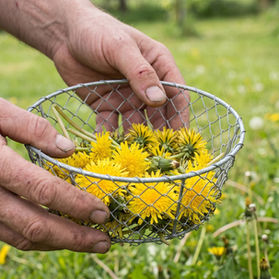 Hands holding a small wicker or wire basket of freshly picked dandelion flowers. 
