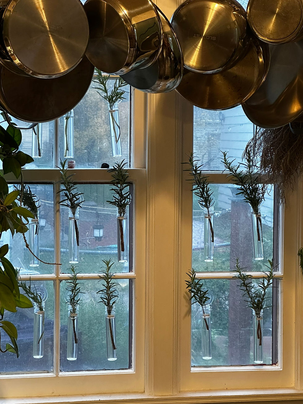 Propagation window with rosemary cuttings suspended in glass test tubes on suction cups, catching afternoon light through a west-facing kitchen window