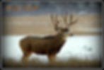 Thumbnail: huge mule deer buck henries paunsagaunt