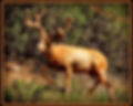 Thumbnail: velvet mule deer central mountains manti