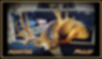 Thumbnail: Trophy Mule Deer