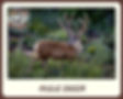Thumbnail: Velvet Mule Deer