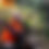 Thumbnail: 383" Mature Bull Elk Harvest