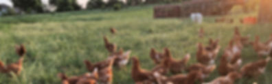 chickens.jpg