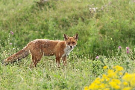 Foxes Pest Control
