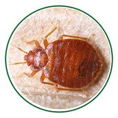 Bedbugs Pest Control
