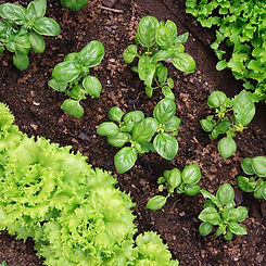Veggies growing from dirt