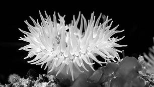 Anemone