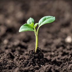 single sprouting seedling in the ground.jpg