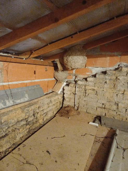 Nid de frelons installé dans les combles d'une habitation