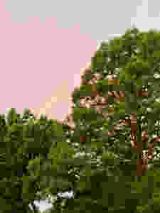 rainbow over trees