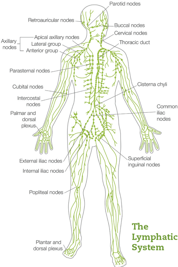 body