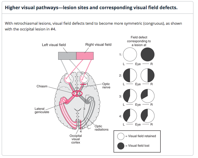 GRAPHIC: MERCK MANUALS