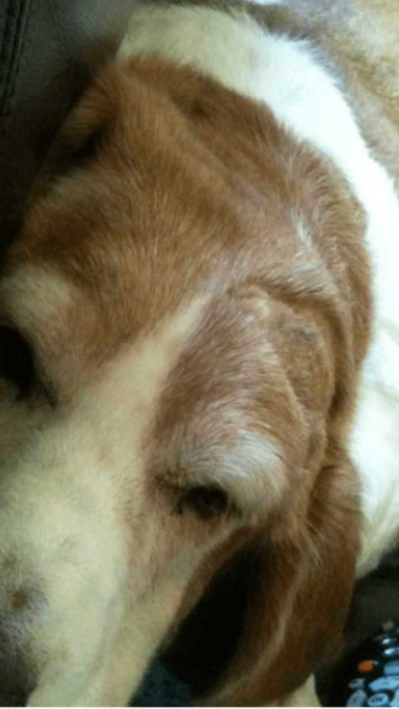 Shelley's dog Gaby