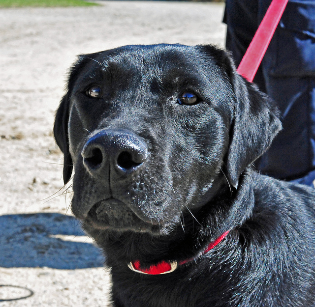 black lab service dog