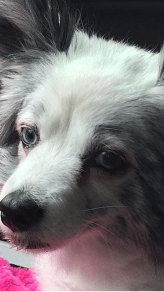 Shelley's dog Cruella