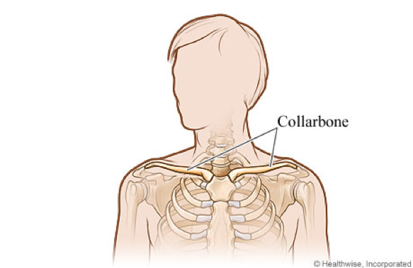 collarbone