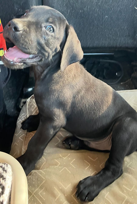 AXL Puppy