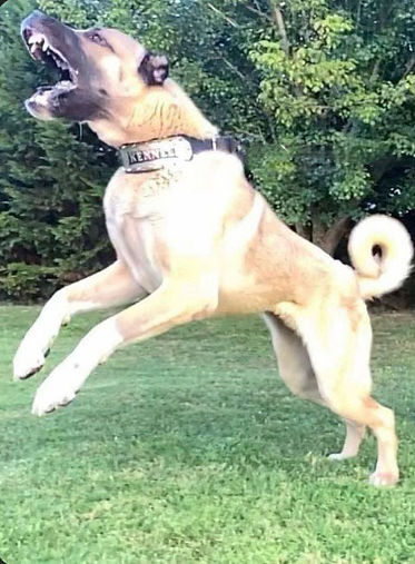 Guardian dog