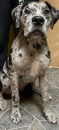 AXL