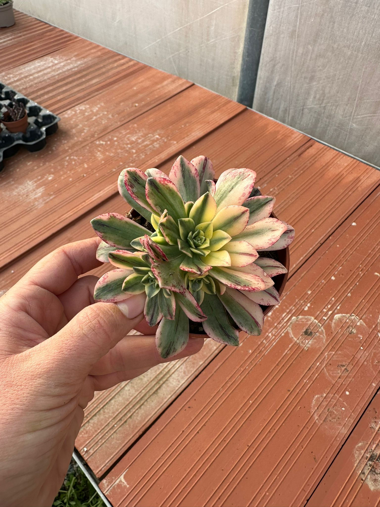 Aeonium bronze medal variegata