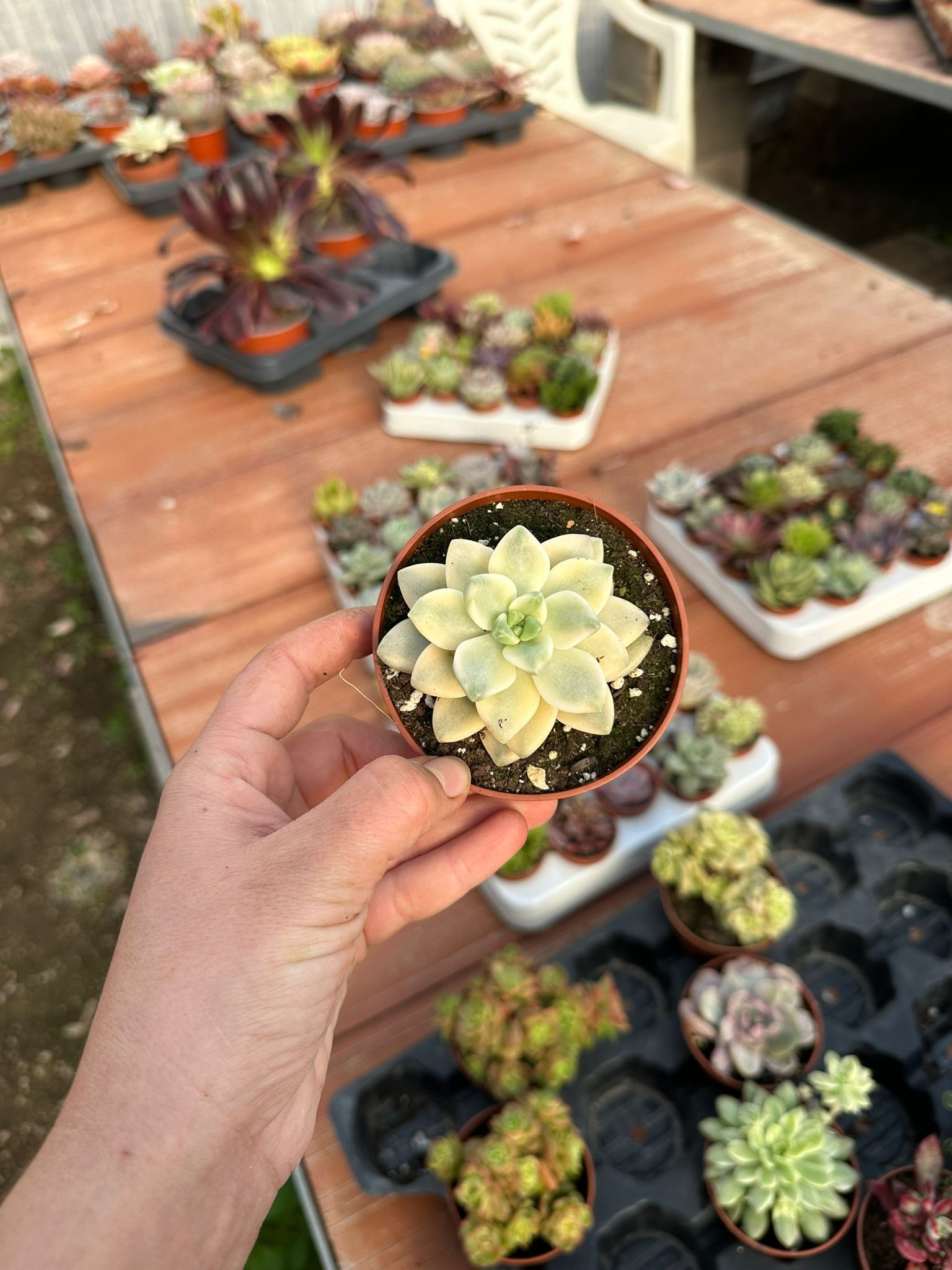 Graptoveria Titubans variegata