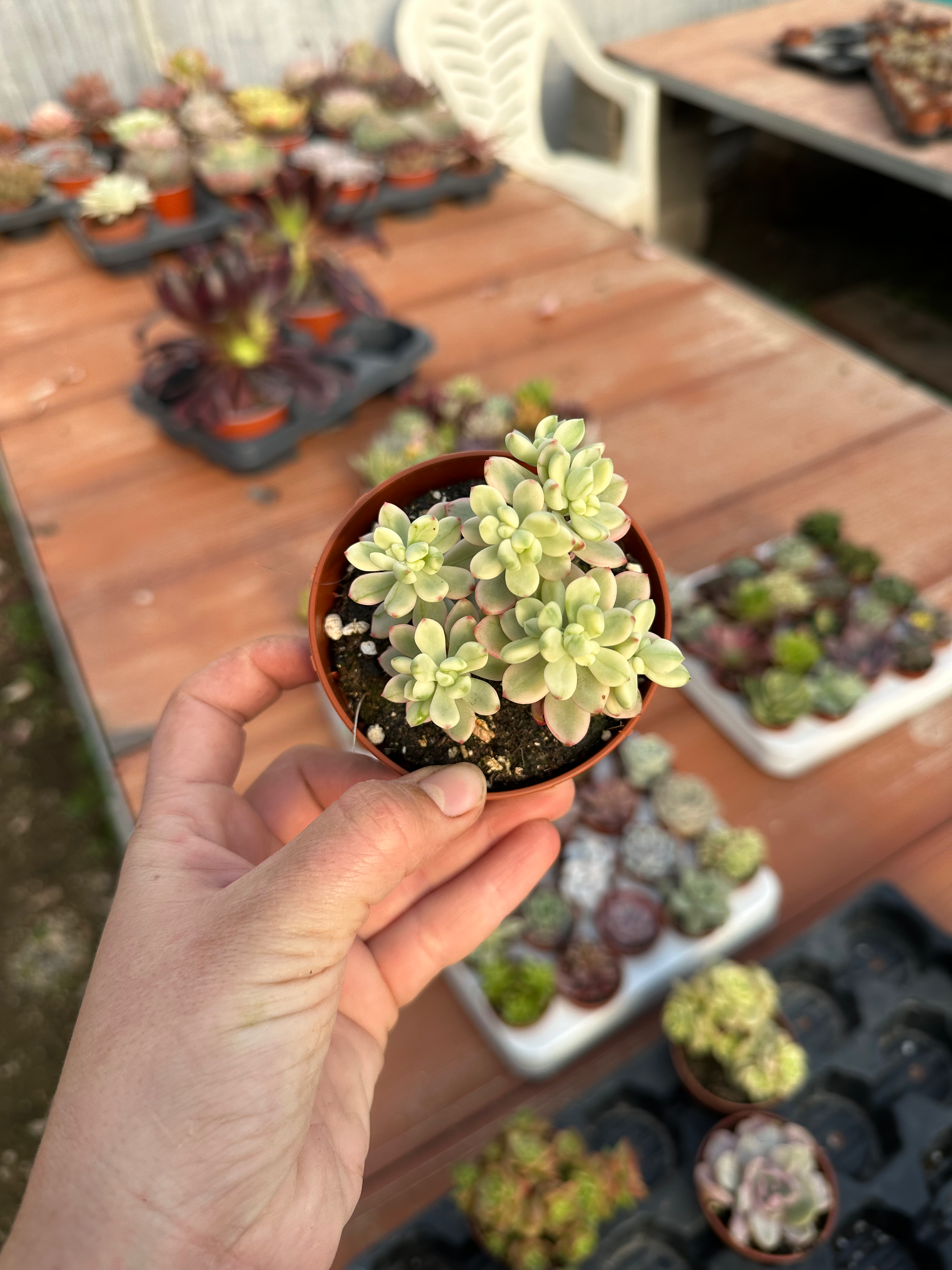 Sedum Jelly Bean Mickey