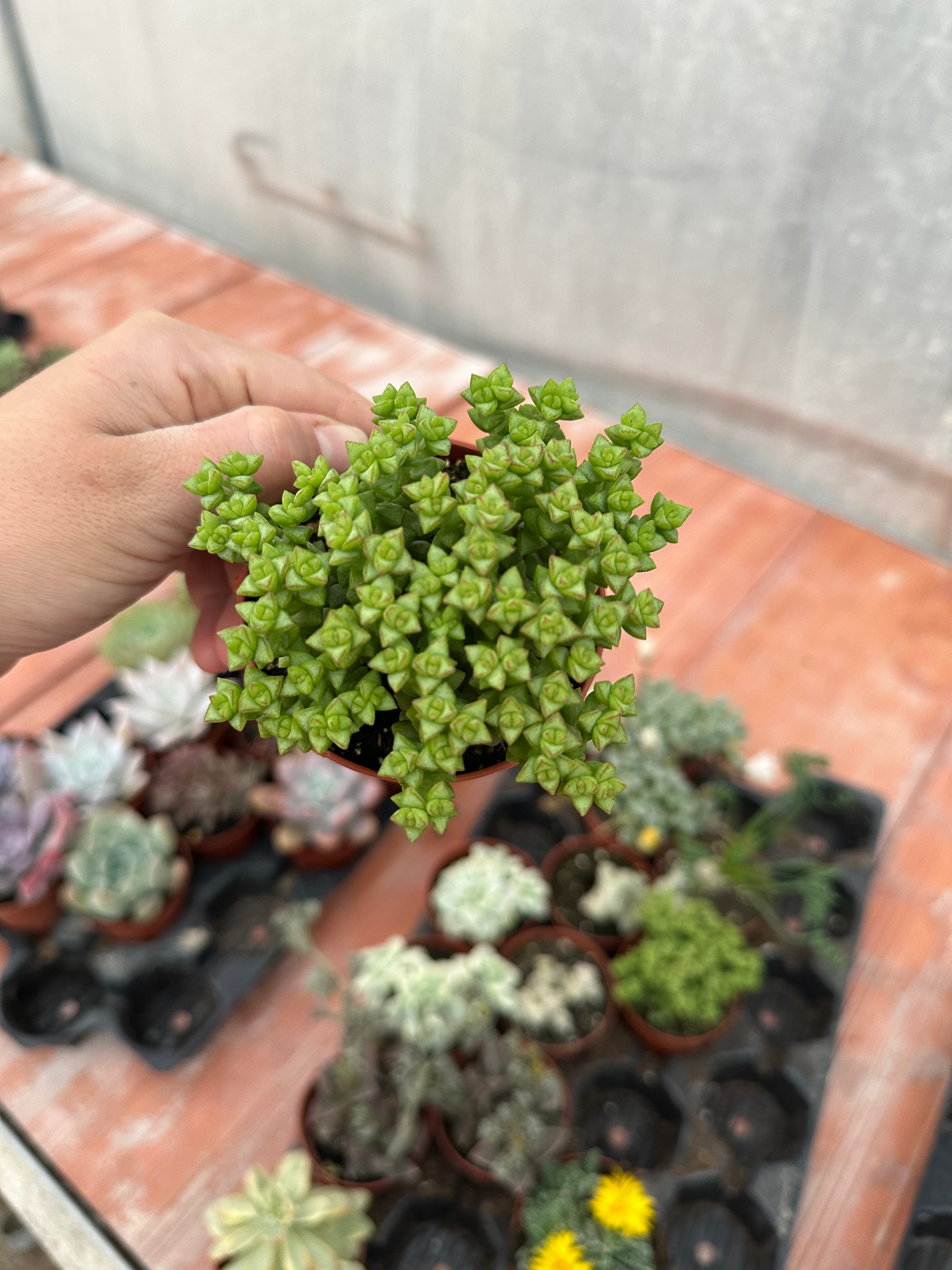 Crassula tom thumb