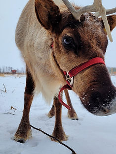 reindeer grandpa tinys farm.jpeg