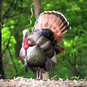 Too Busy for Turkey!?  How to Make Time for a Hunt.