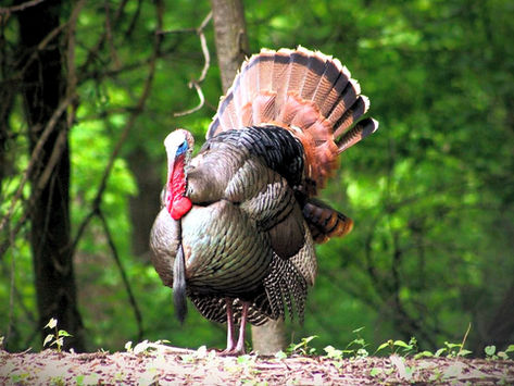 Too Busy for Turkey!?  How to Make Time for a Hunt.