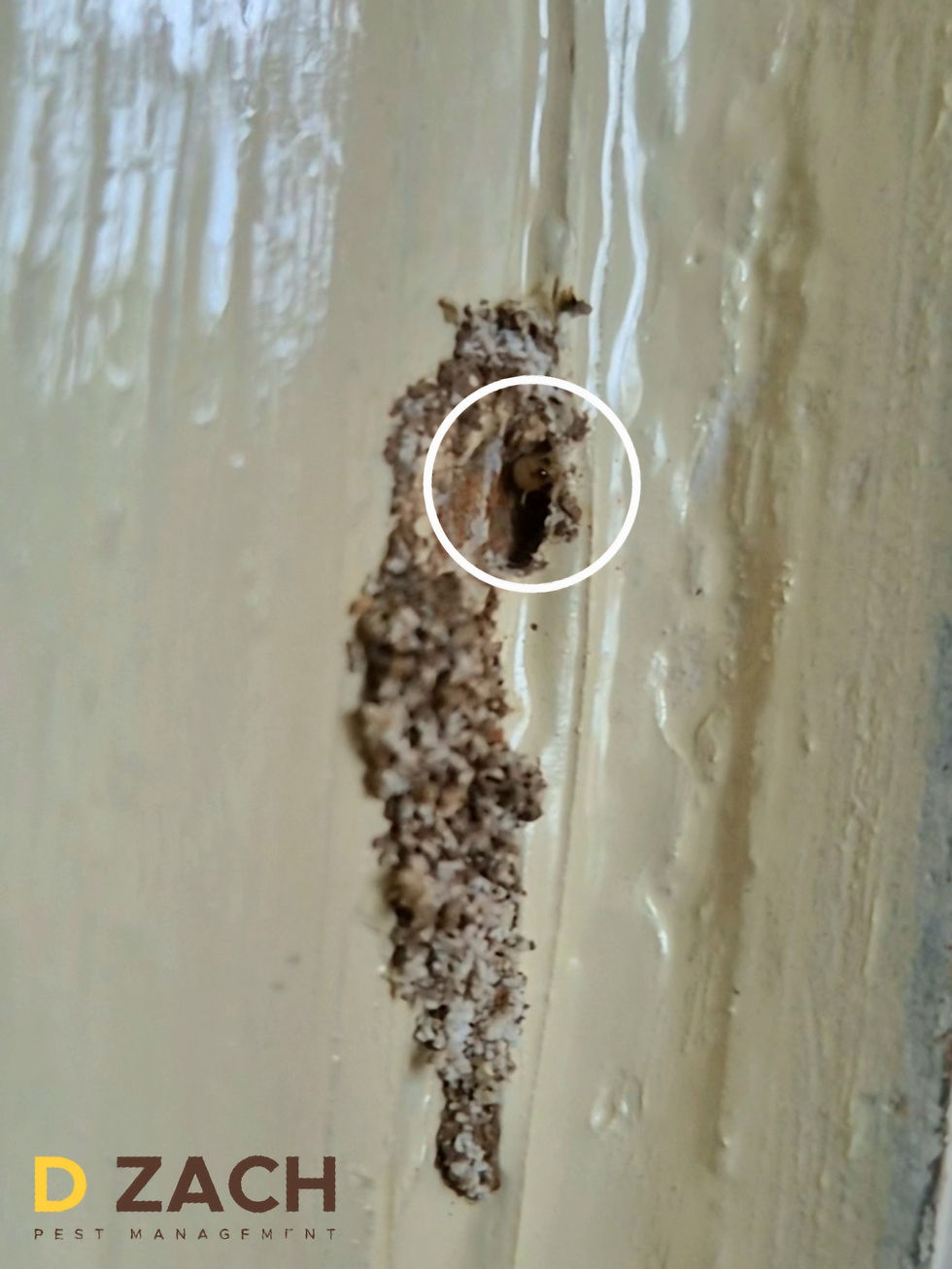 Active Termites Infestation